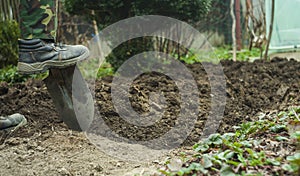 Foot with spade in dirt, farmer working