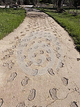 Foot steps in mud left behind by flooding