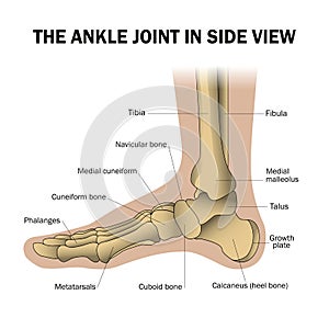 foot structure, anatomical medical teaching poster, bones of the heel, phalanges, joint, ankle. photo