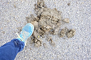 Foot about to crush cow poop on the road