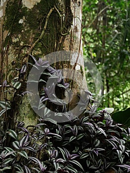 Foot of a tree with an invasive green and purple plant in the amazon rainforest of Leticia, Colombia