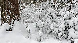 Foot of a tree and small pines covered with snow