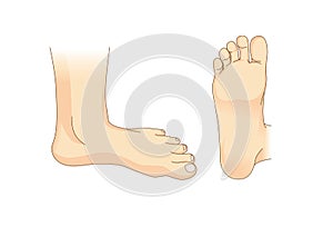 Foot vector in side view and bottom of foot