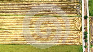 Footage of aerial view of abandoned old wooden house in the middle of paddy field.