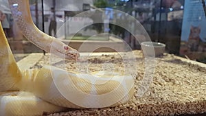 Footage of An Albino Ball Python snake in slow moving motion, yellow white color, red eyes, sliding and flicking tongue, young