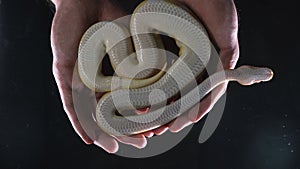 Footage of albino ball royal phyton in hands