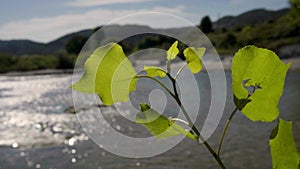 Footage of aspen (Populus tremula) leaves near the pond