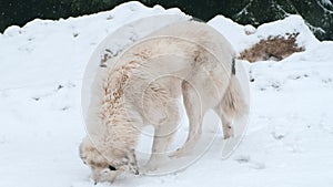 Footage of beautiful big white dog in mountains having a snow bath