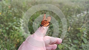 Footage of the beautiful tawny coster butterfly.