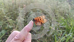 Footage of the beautiful tawny coster butterfly.