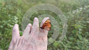 Footage of the beautiful tawny coster butterfly.