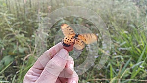 Footage of the beautiful tawny coster butterfly.