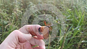 Footage of the beautiful tawny coster butterfly.