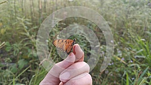 Footage of the beautiful tawny coster butterfly.