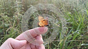 Footage of the beautiful tawny coster butterfly.