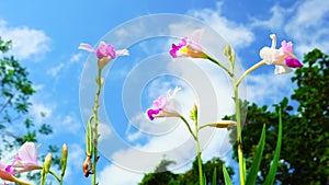 Footage of Beautiful wild orchid in the rainforest Blue sky white clouds background
