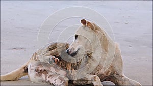 The Footage of Brown itchy dog scratching itself at ear, sitting on the ground.