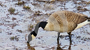 Footage of a Canadian goose grazing in marshy muddy waters along the banks of the lake  in Marietta Georgia