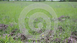 Footage clip video Green grass covering the surface of the soil that begins to dry and crack.