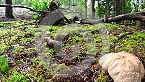Footage of a close-up of a mushroom in the forest on mossy ground with cap and style, Germany