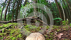 Footage of a close-up of a mushroom in the forest on mossy ground with cap and style, Germany