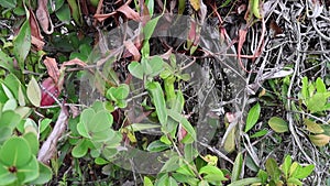 Footage: A cluster of pitcher plants or Nepenthes Alata