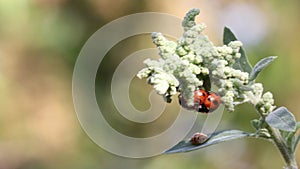 Footage of A couple insects of male and female ladybugs breeding on a plant branch with blur background