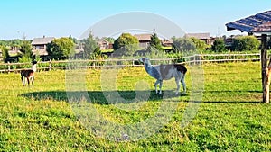 Footage of domesticated lamas in the village. Farm