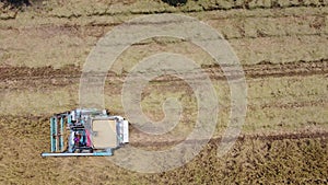 Footage on Drone view of harvesting with combine harvester, Rice harvest.