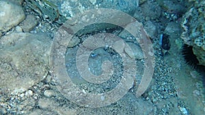 Footage of European common cuttlefish - Sepia officinalis