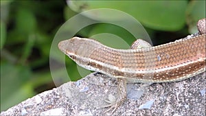 The footage of Eutropis multifasciata lizard, commonly known as the East Indian brown mabuya.