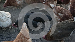 Footage of a farmer feeding his flock of chickens on an organic farm