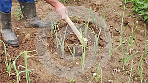 Footage of a farmer hoeing the earth and taking care of spring onions