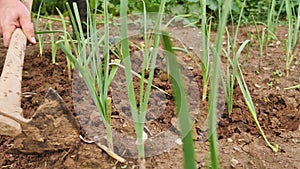 Footage of a farmer hoeing the soil and taking care of spring onions