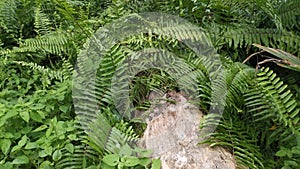 Footage of the fiddlehead fern growing wildly