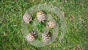 Footage of five young hermann turtles eating fresh clover.