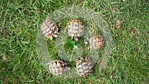 Footage of five young hermann turtles eating fresh clover on green lawn