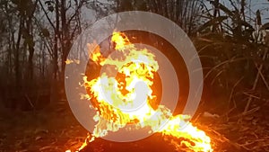 Footage flames from dry bamboo leaf waste