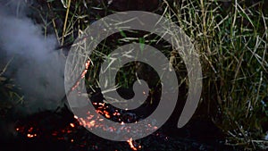 Footage flames from dry bamboo leaf waste