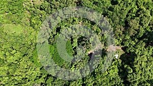 footage of flying vertically over lush green treetops in the forest in spring