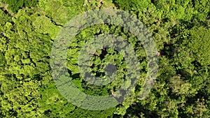 footage of flying vertically over lush green treetops in the forest in spring