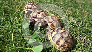 Footage of four young hermann turtles eating fresh clover on green lawn.