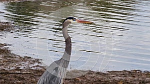 Footage of a gray heron bird standing on the banks of a lake surrounded by yellow winter grass and rippling water in Marietta