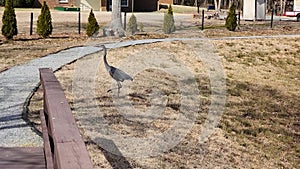 Footage of a gray heron bird walking on the banks of a lake surrounded by yellow winter grass in Marietta Georgia