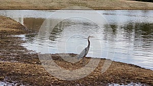 Footage of a gray heron bird walking on the banks of a lake surrounded by yellow winter grass and rippling water in Marietta