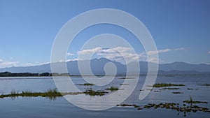 Footage of green aquatic plant floating in natural water lake, in Phayao District Thailand.