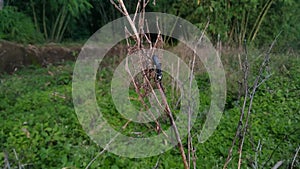 footage of insects perched on plants in the plantation area