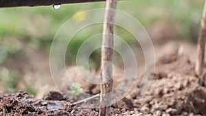 Footage of the irrigation of raspberries used on an organic farm-a farm is saving water with the drop by drop system-the focus mov