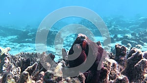 Footage of an Octopus relaxing on the reef. Seen while snorkelling on holiday in the tropics. Space for copy.