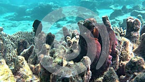 Footage of an Octopus relaxing on the reef. Seen while snorkelling on holiday in the tropics. Space for copy.